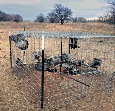 Research Teams Trap Over 40 Turkeys in March